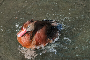 Black-bellied Whistling Duck (Dendrocygna autumnalis) in park