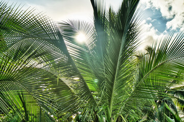 Sonnenstrahlen durch Palmenwedel von Kokospalmen 