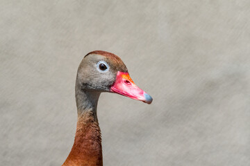 Black-bellied Whistling Duck (Dendrocygna autumnalis) in park
