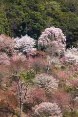 吉野の桜