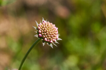 Knospe der Skabiose	