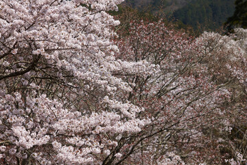 吉野の桜