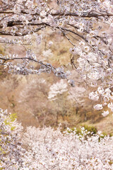 吉野の桜
