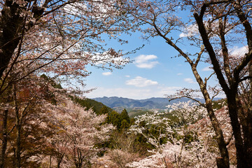 吉野の桜