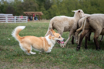 Fototapeta premium Herding dog at work