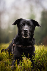 black labrador retriever