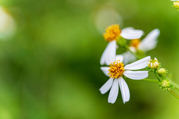 white and yellow wild flower or Spanish Needles flower  in the garden.