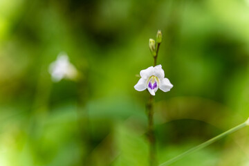 Close up of Bamboo orchid (Arundina graminifolia) in forest