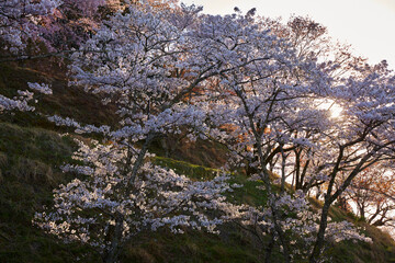吉野の桜