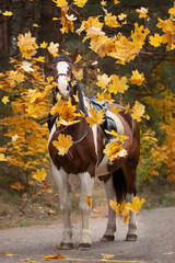 The western horse is brown-white-piebald. Horse and autumn in the forest.