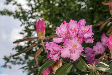 Smirnow Rhododendron (Rhododendron smirnowii) in park