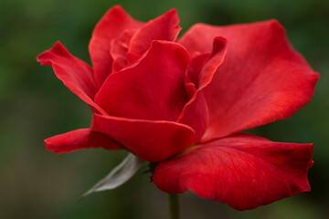 Fototapeta premium red rose in the garden