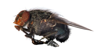 fly isolatet on the white background