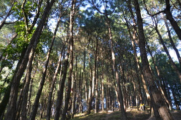 forest, hills, blue sky, green trees and beautiful landscape. Pictured in Kathmandu valley, Nepal.