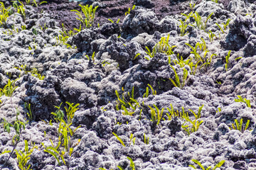 Coulées volcaniques colonisées par fougères, lichens et mousses, piton de la Fournaise, île de la Réunion 