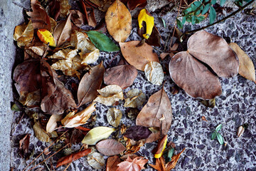 Fallen autumn leaves