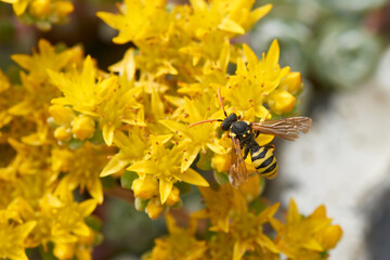 Wespenbiene Nomada sp. am Mauerpfeffer