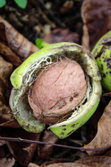 Close up of a ripe walnut inside the green shell fell to the floor among the dried leaves.