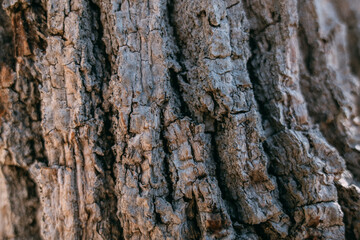 The texture of the bark of a large old tree on a sunny day. Close-up. Macro