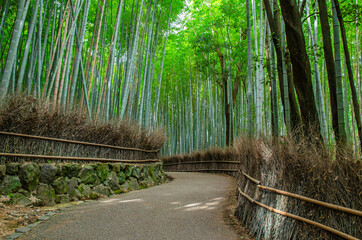 京都嵐山の竹林の道