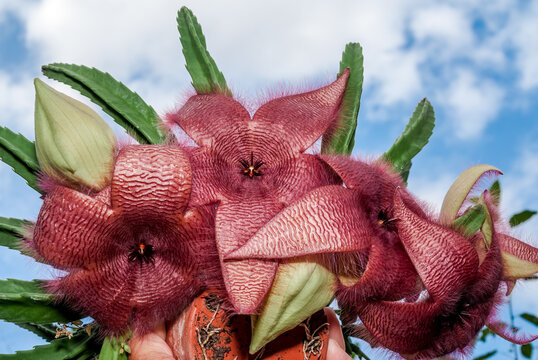 Carrion Plant (Stapelia grandiflora) in greenhouse