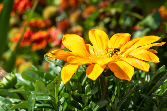 A wasp and a spider sit on a yellow flower in Gazania, a macro photo in the summer.