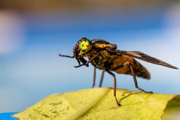 A fly insect with multicolored eyes fell into the pool and now dries in the sun, macro.