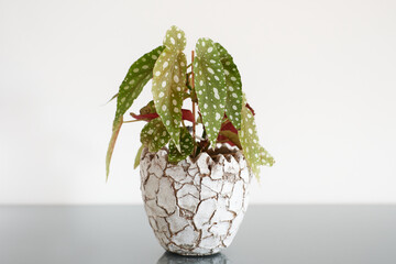 Small begonia polkadot in a white pot with cracks.