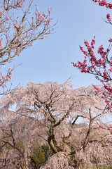 又兵衛桜