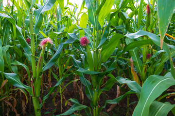 Green field of corn with young cobs growing on the farm.