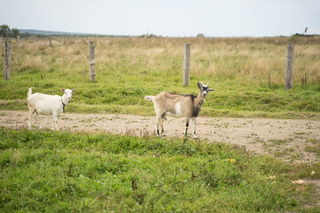 white goats walking in summer