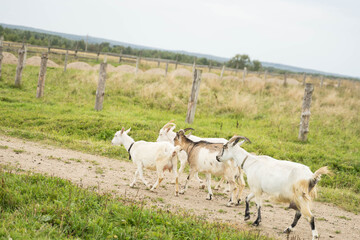 white goats walking in summer
