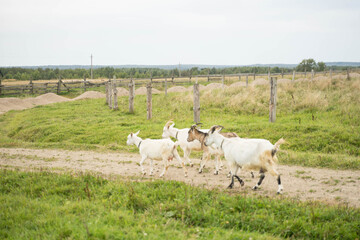 white goats walking in summer