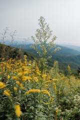 Close up of yellow flowers on the side of a mountain along the Blue Ridge Parkway 