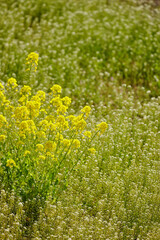 菜の花