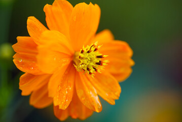 orange flower in the garden