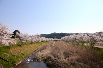 宇陀川桜並木