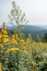 Close up of yellow flowers on the side of a mountain along the Blue Ridge Parkway 