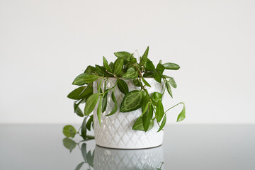 Close up of a houseplant: Dischidia ovata. The plant sits in a white pot with patern and has a white background.