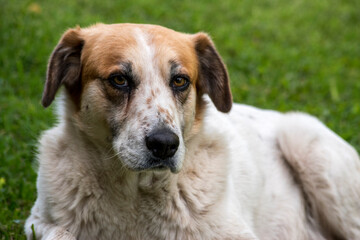 Retrato de un perro