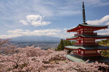 新倉山浅間神社の桜