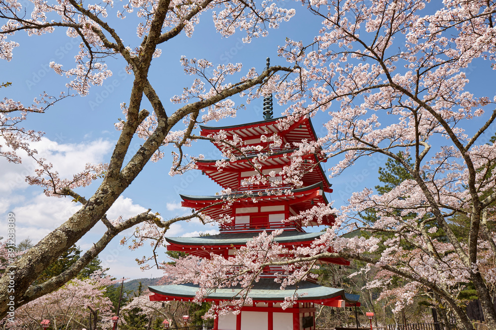 Canvas Prints 新倉山浅間神社の桜