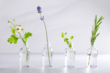 Transparent bottles with fresh herbs for aromatherapy
