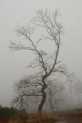 Drzewo w mgle 