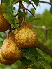 Ripe juicy pears on tree branch in garden.  