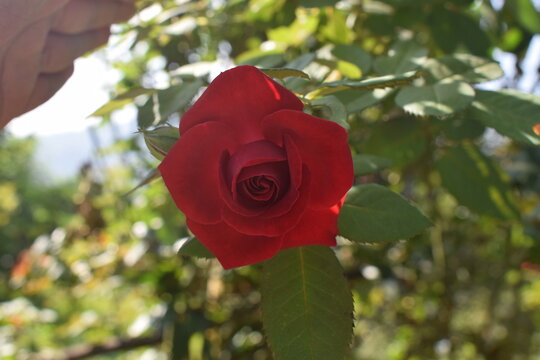 A red rose flower, photographed up close. Like a symbol of love.