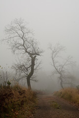 Drzewa bez liści we mgle
