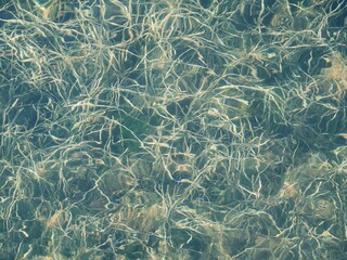 Full frame seaweed pattern in light green water