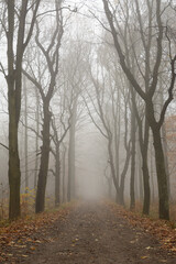 Jesienna ścieżka w lesie z mgłą
