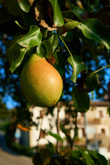 Ripe juicy pears on tree branch in garden.  